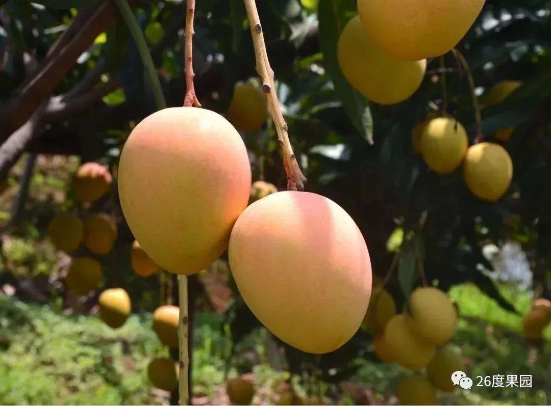 苹果芒都有哪些品种,七彩苹果芒