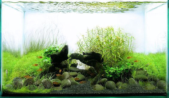 草缸能不能用河沙,草缸能用沙子养鱼吗