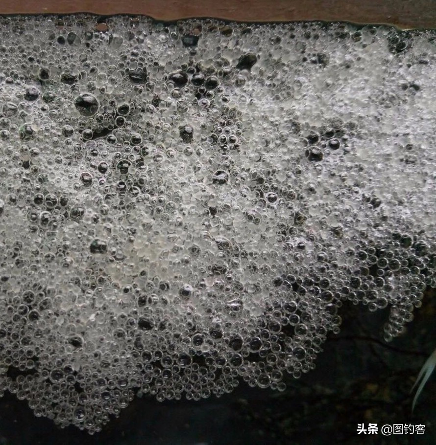 “一生都在打架中度过”：中国斗鱼，是观赏鱼中的“平头哥”