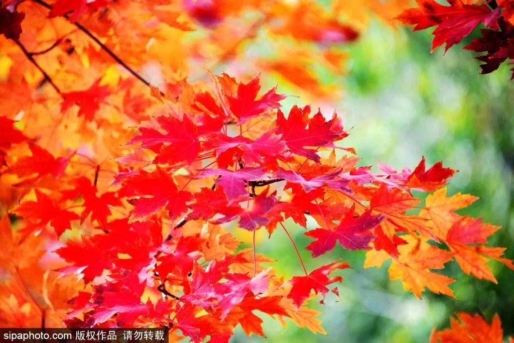 部分免费！北京赏秋“性价比”最高选择都在这儿了！