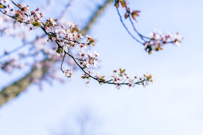 100首关于春的古诗词美到令人窒息,50首绝美古诗写春