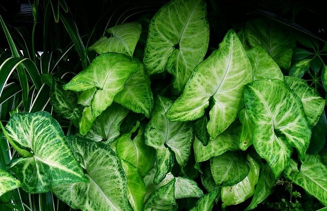 合果芋长得太高了怎么管理,合果芋养在室内有害吗