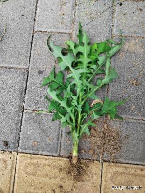 去野草留“精华”，整齐划一的草坪如何体现北京生物多样性？