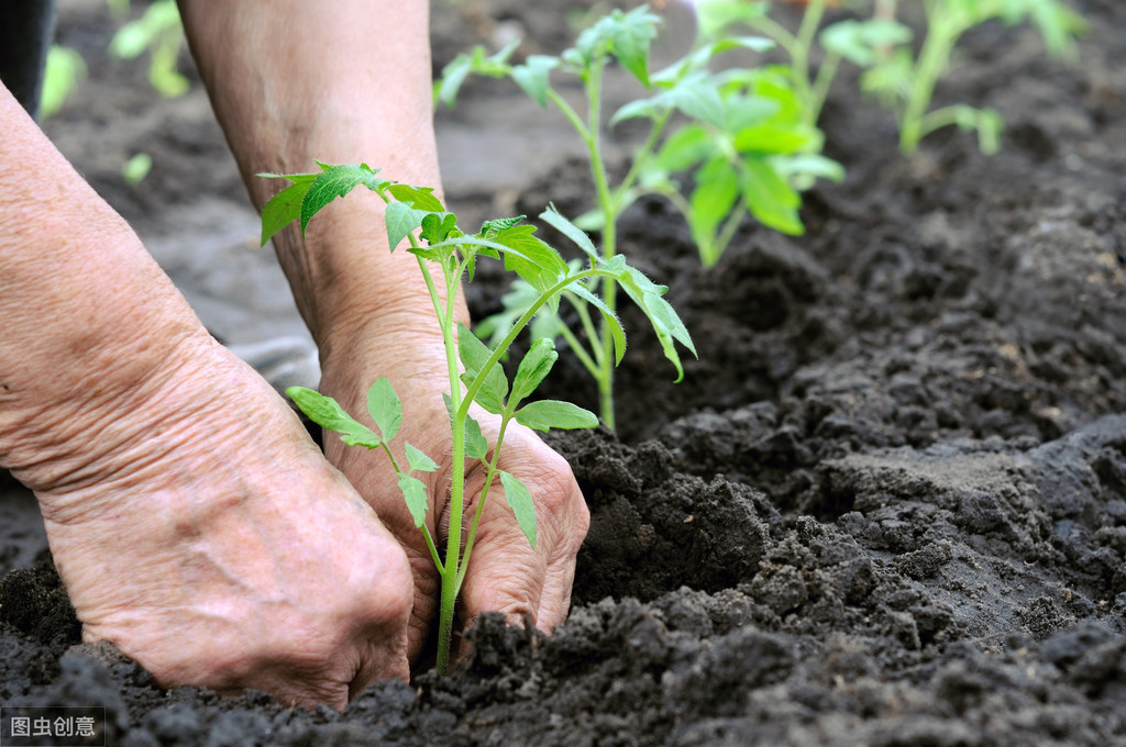 了解一种农作物的种植时间过程,种植各种农作物管理方法