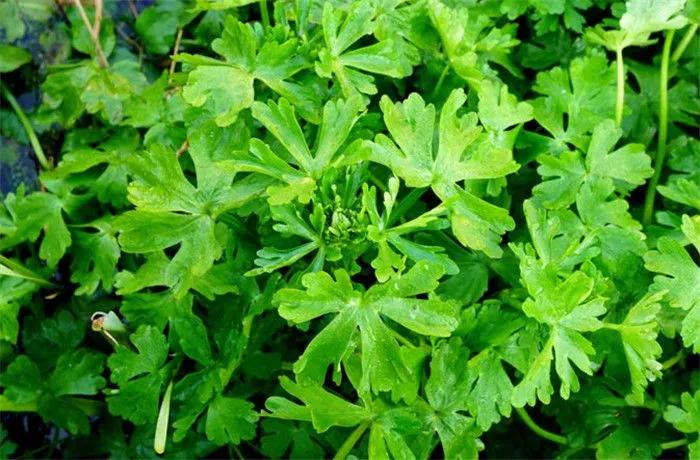 水沟边长得像芹菜的野菜,水沟旁长的野芹菜能吃吗