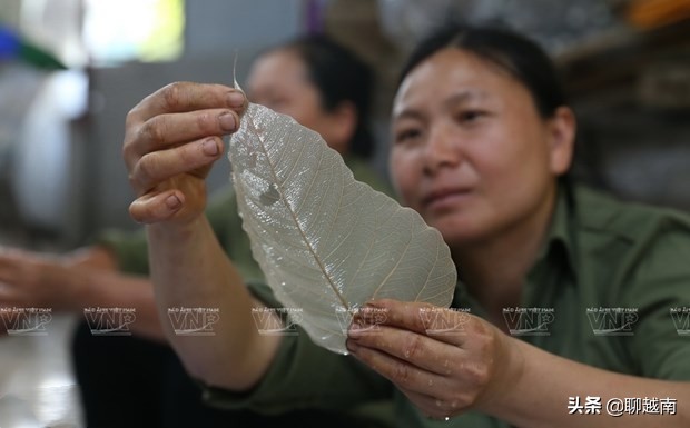 越南那些事,越南那些事完整版