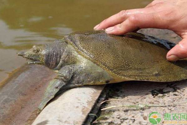 福寿甲鱼养殖技术,养螺养甲鱼最佳方案