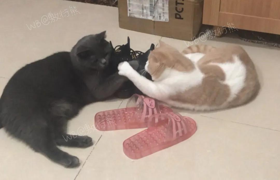 可怜的猫咪是怎么被整惨,这只猫被网友整成什么样了