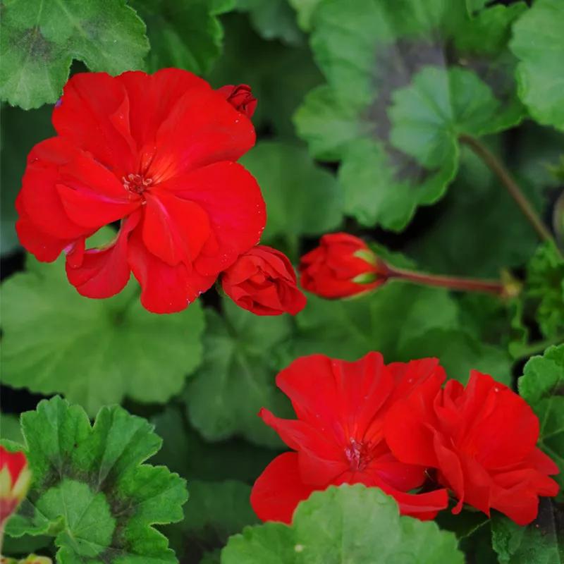 10种天竺葵,天竺葵100种图片大全