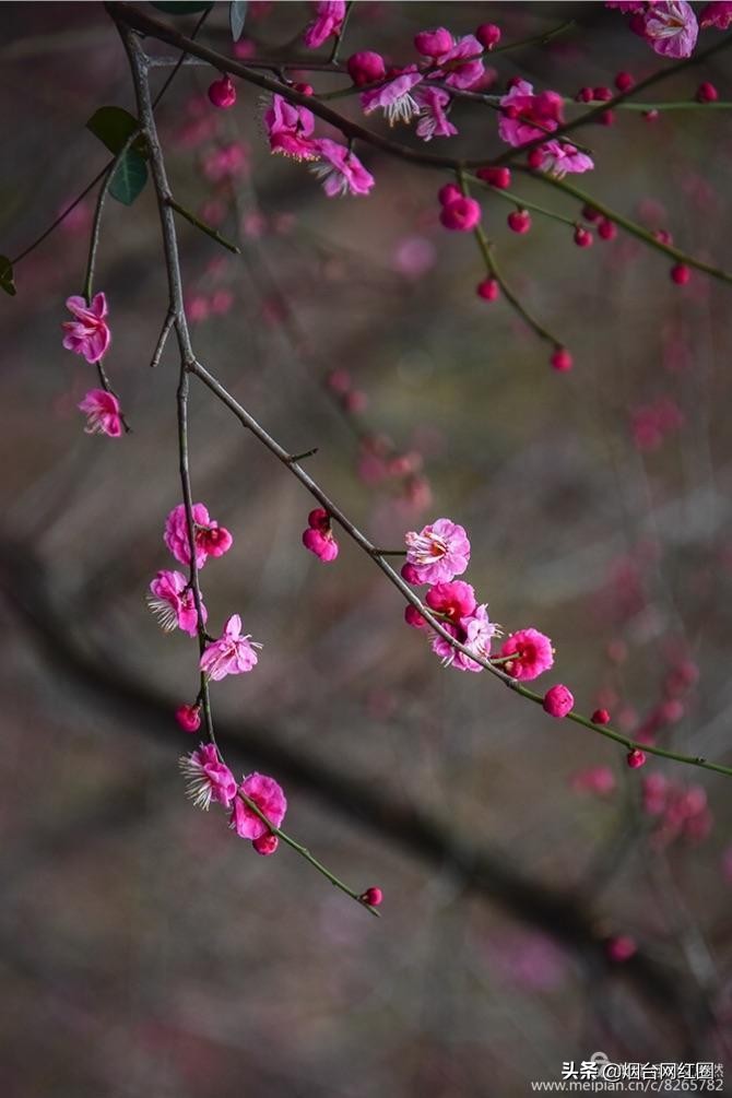 南京梅花山梅花开了吗,来南京梅花山赏梅花