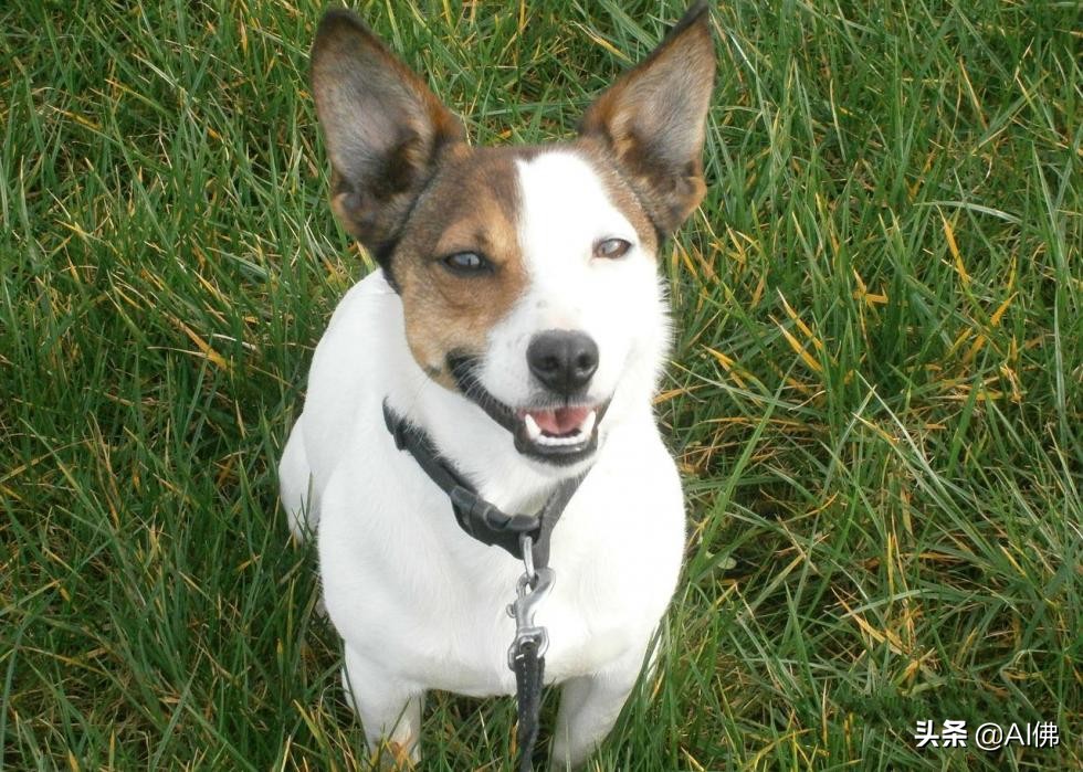 美国最受欢迎的100组小狗名字