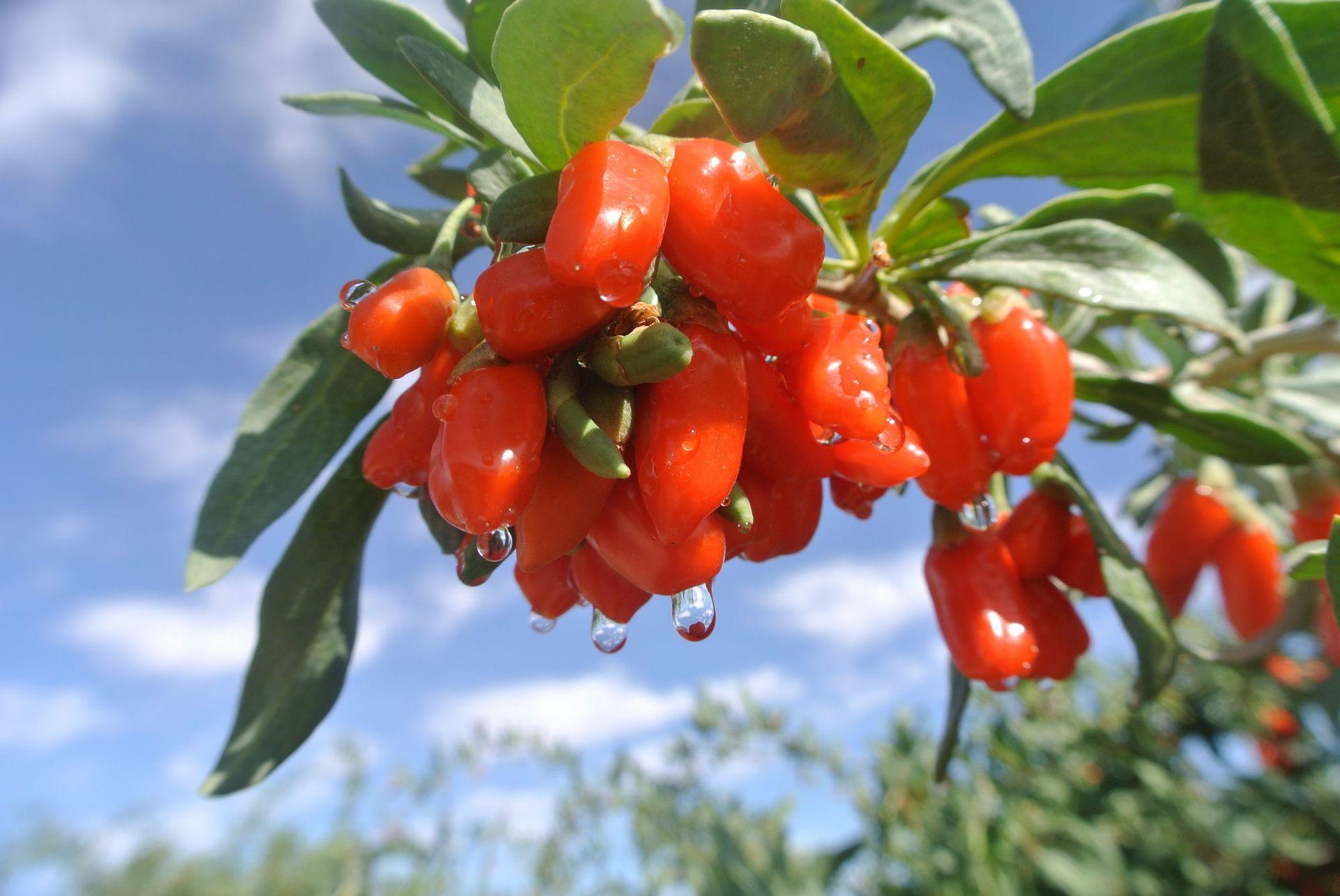 枸杞该怎么喝是正确的,枸杞怎样喝不会上火