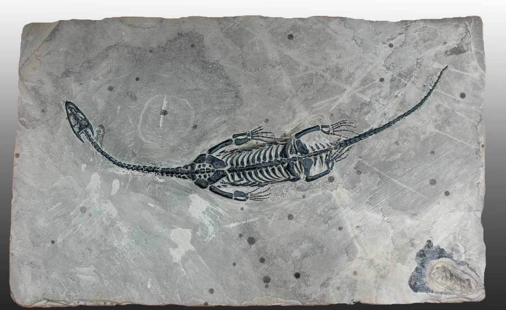 你相信世界上有龙吗搞笑,你真的相信这个世界上有龙吗笑话