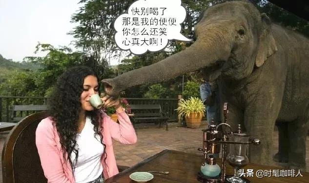 是时候盘一波咖啡“粪”豆史，看着就很有味儿