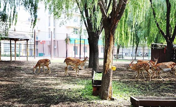 母校前面的广场是什么广场,母校校门设置