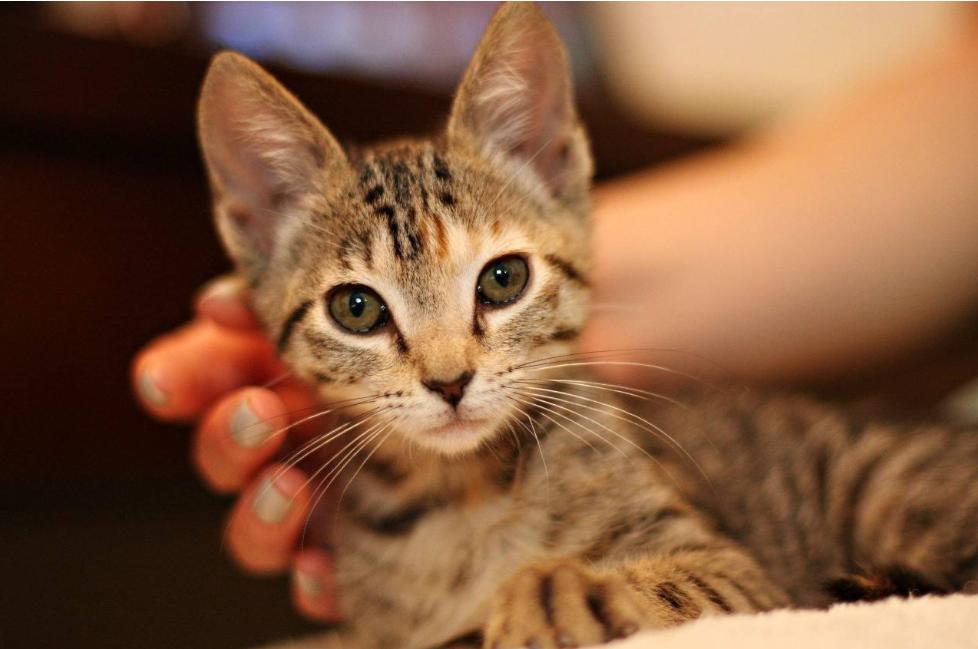 猫咪发情期怎么办？铲屎官们可以这样解决，快来看看吧