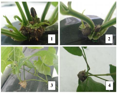 山药种苗繁殖技术,山药育苗留种技术