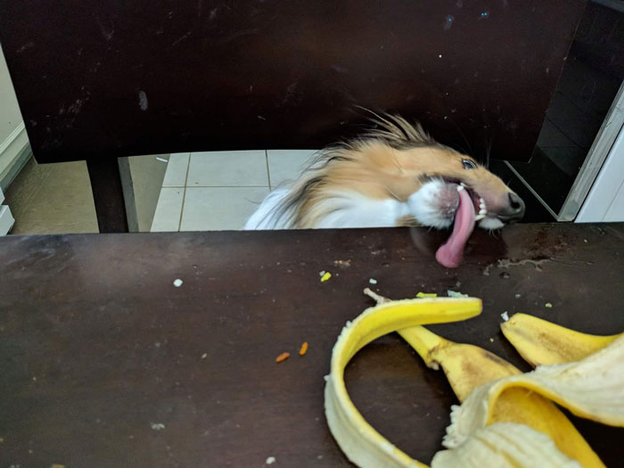 发狗狗丑照,狗狗最丑的照片和最好看的照片