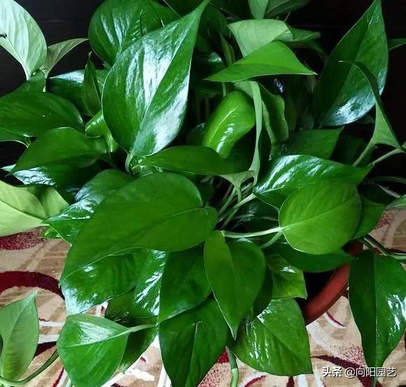 绿萝黄叶有几种原因及处理方法,绿萝叶子上有黑斑还会恢复绿叶吗