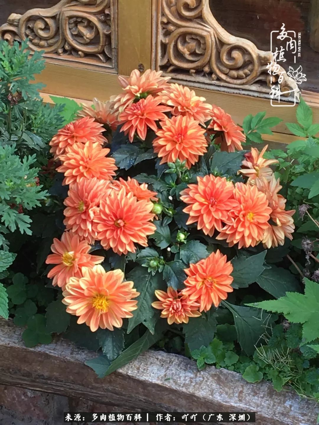 涓冨僵浜戝崡澶氳倝,浜戝崡澶氳倝涔嬫梾