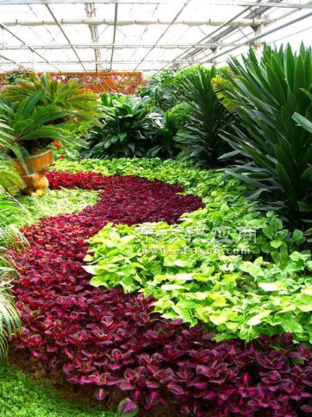 景观草花图,地被类的花草图片