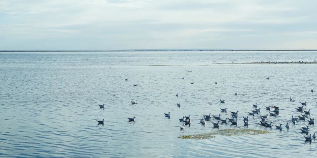 茫崖艾肯泉夏季游攻略,青甘大环线艾肯泉