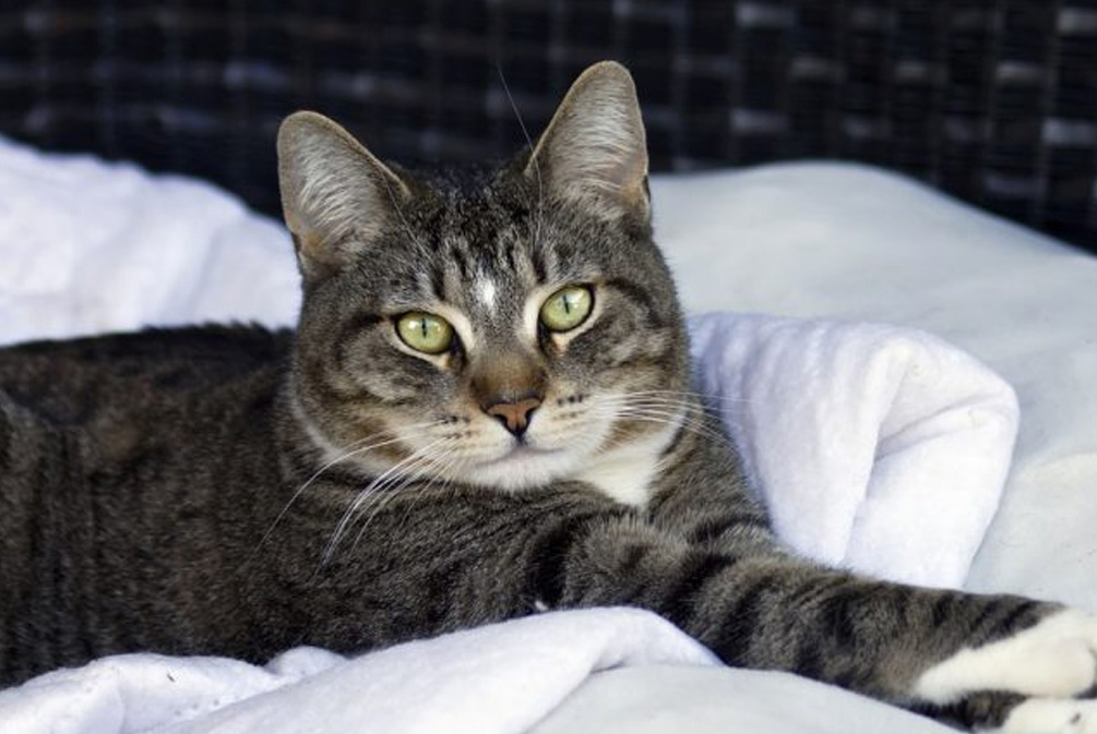 猫年龄大关节会出现问题吗,猫退行性关节炎