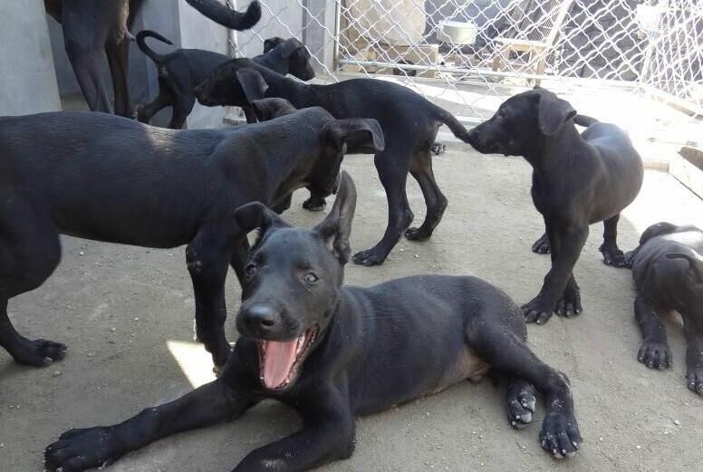 全黑的狗有什么讲究吗,买黑色的狗好还是不好