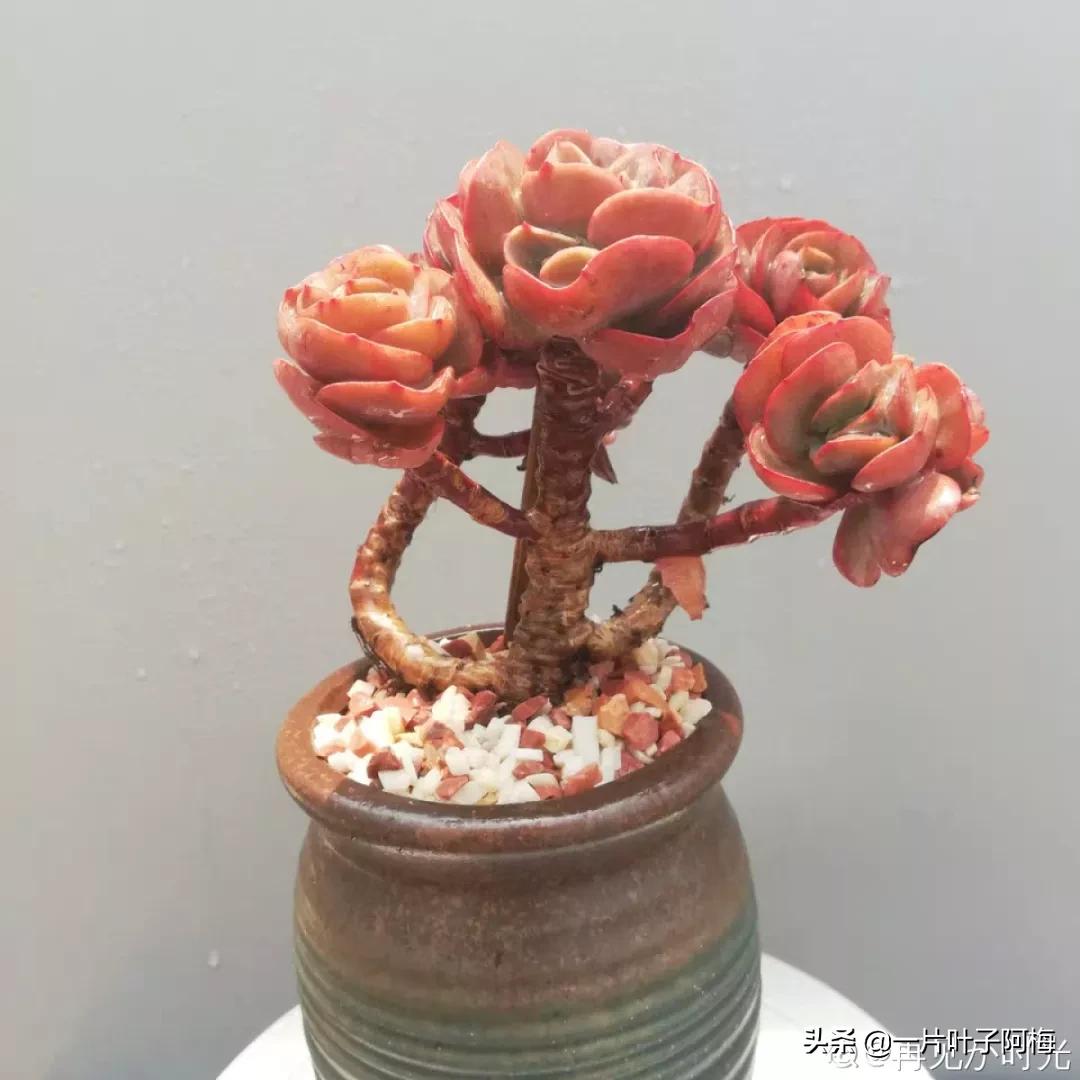 哪些多肉适合养老桩?多肉老桩摆窗台最精致了,看一眼就忘不了