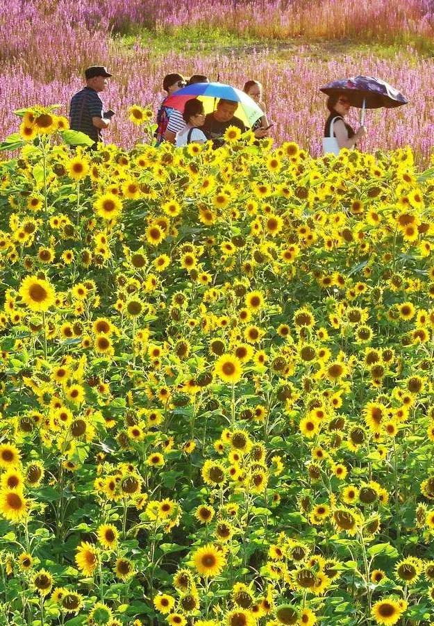 怎样拍好薰衣草照,如何拍紫色薰衣草