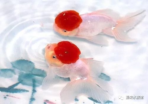 鱼鳔病能不能让鱼自愈,鱼得了鱼鳔失调症怎么办