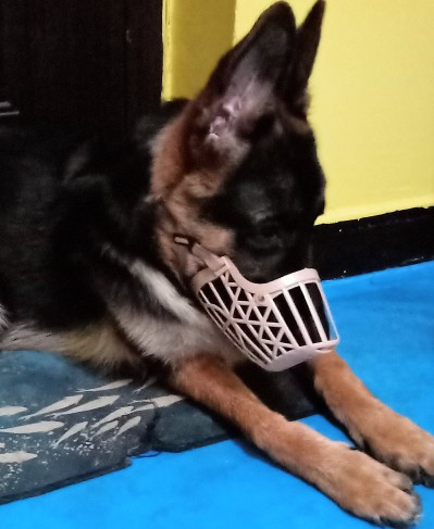 家有一狗完整视频,家有一狗一鼠