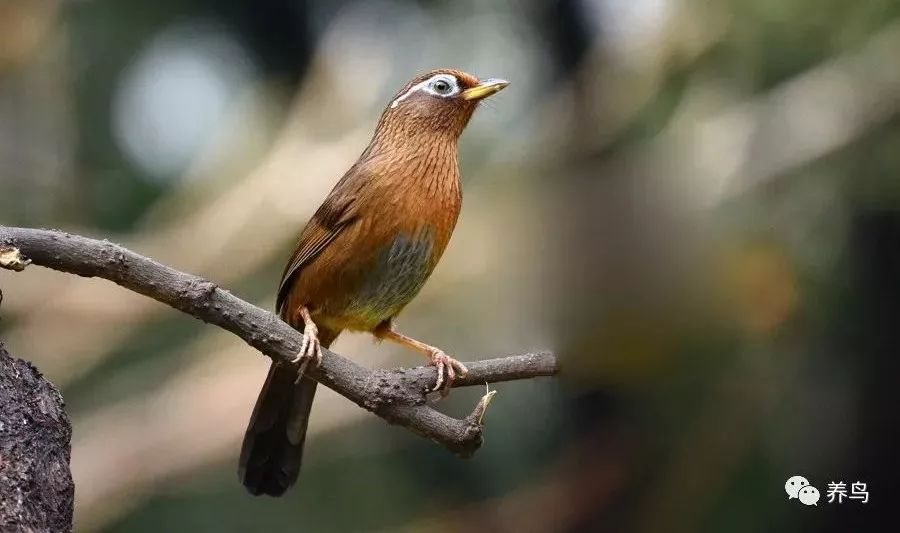 画眉尾部的重要性