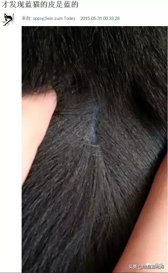 长毛英短蓝猫是什么品种,长毛英短蓝猫