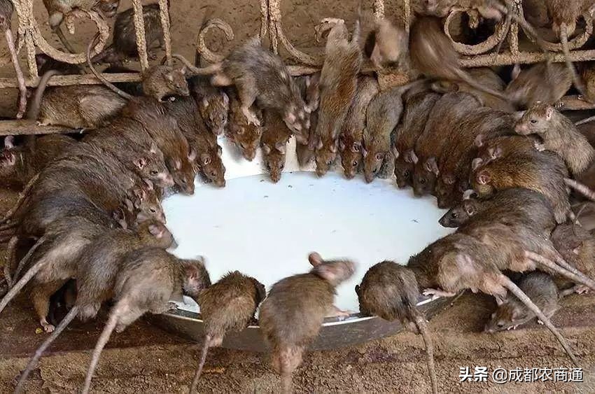 防治鼠害,鼠害的防治方法