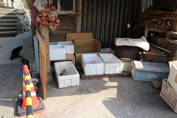 日本猫岛居民帮浪猫准备「御寒小屋」网：超暖心