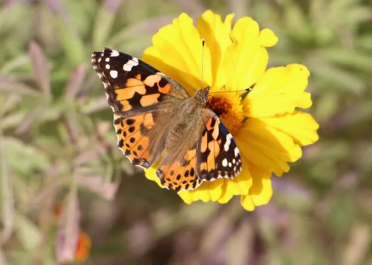 *疆新**的蝴蝶，惊世骇俗