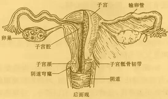 妇科中药知识讲解,妇科疾病的用药方法及知识