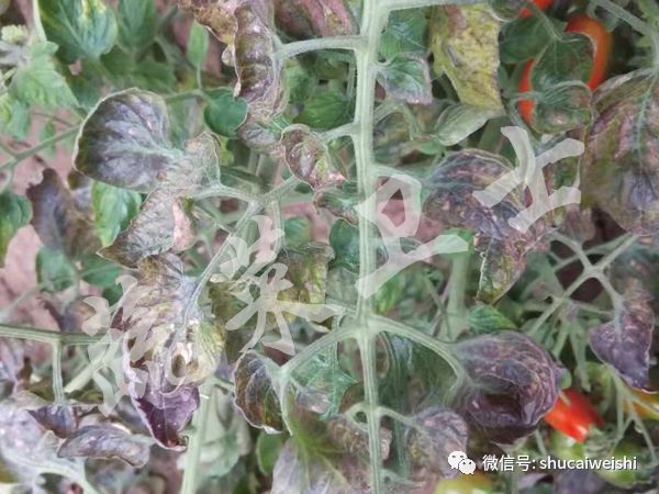 种的蔬菜卷叶是怎么回事,蔬菜的叶子有卷叶病怎么办