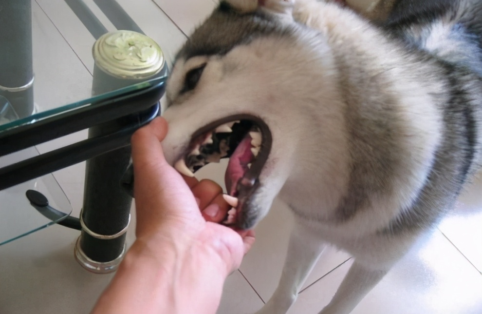 打狗狗的鼻子会造成什么后果,经常打狗狗有没有后遗症