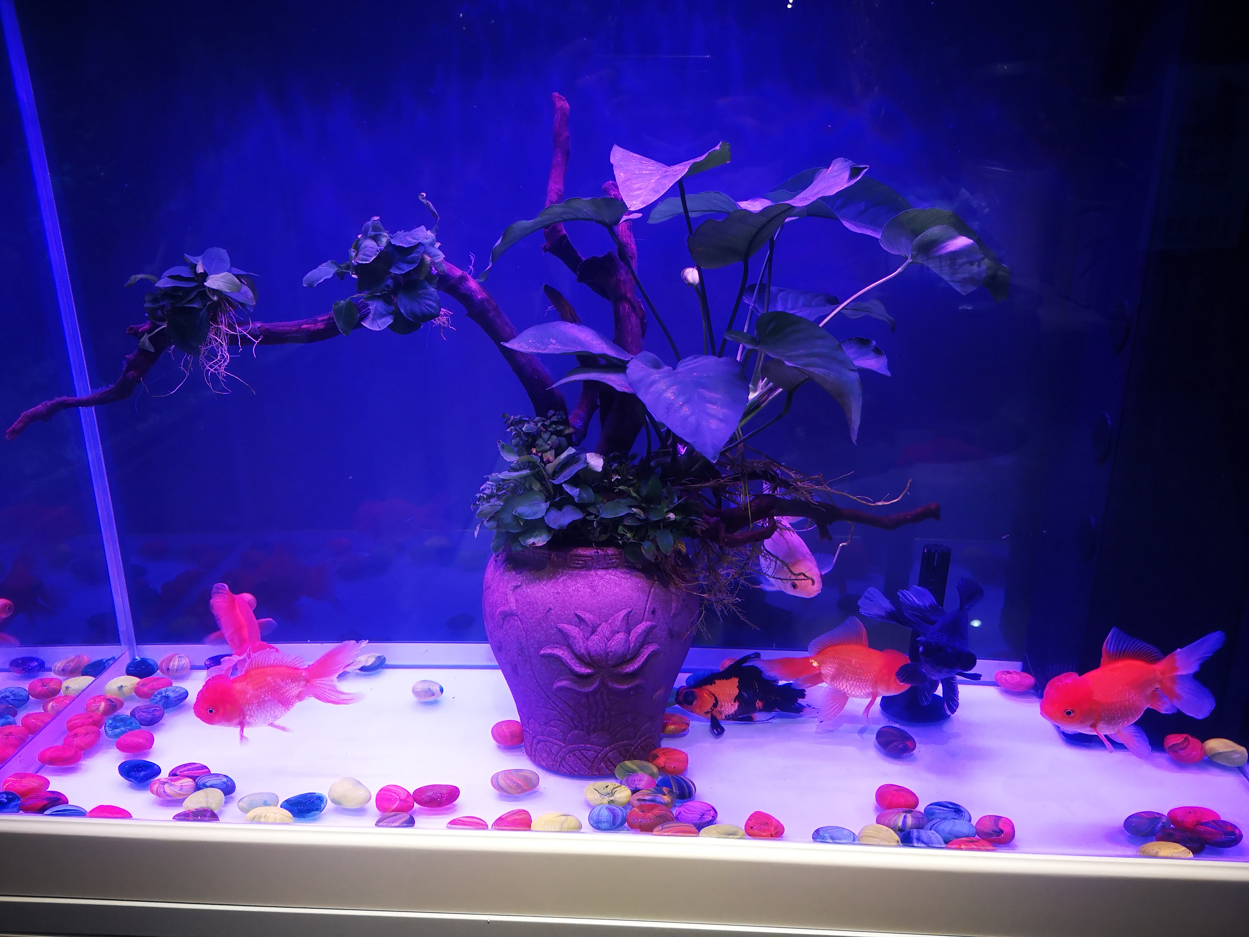 金鱼下完鱼卵需要换水吗,金鱼下缸要开灯吗