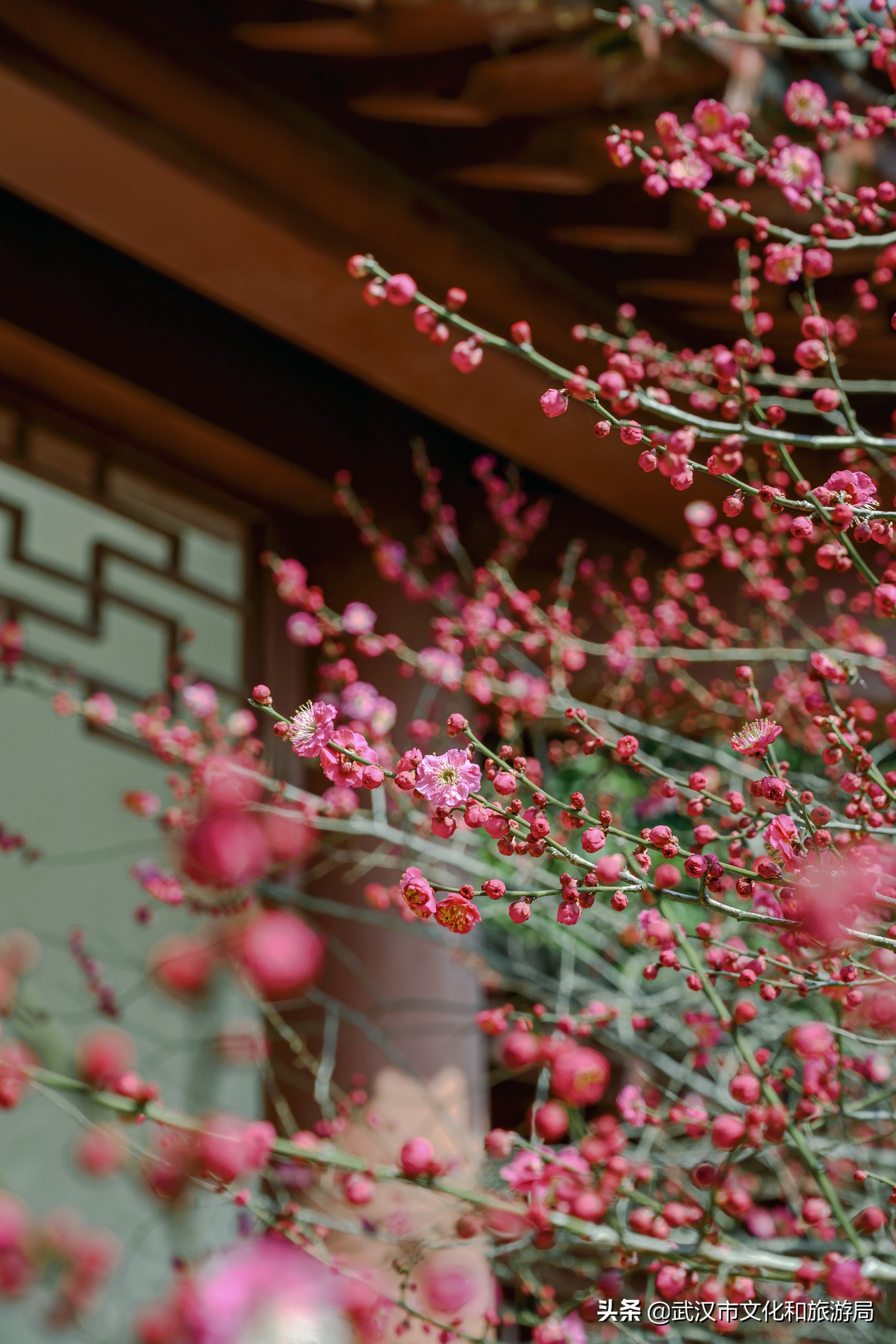 十大赏樱花胜地,武汉免费赏樱地推荐