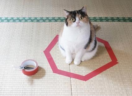 打蛇为什么要七寸，把头打烂没毒牙，还不够安全吗？