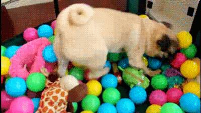 梅雨天气养狗怎样预防,梅雨季节养狗应该注意什么