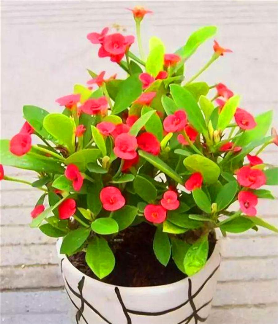 花期300天又很香好养的花适合北方,推荐几款耐寒一年四季开花的花