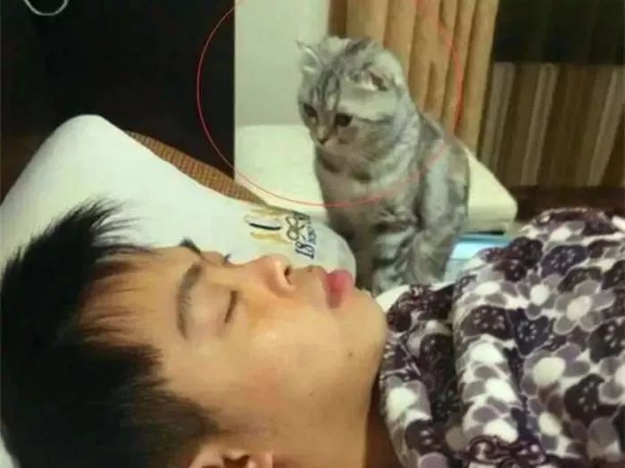 猫咪每天晚上不睡觉的原因,猫咪晚上突然不正常