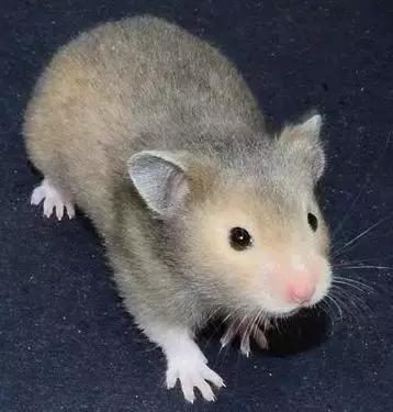 仓鼠种类大仓鼠,仓鼠的详细资料仓鼠的种类