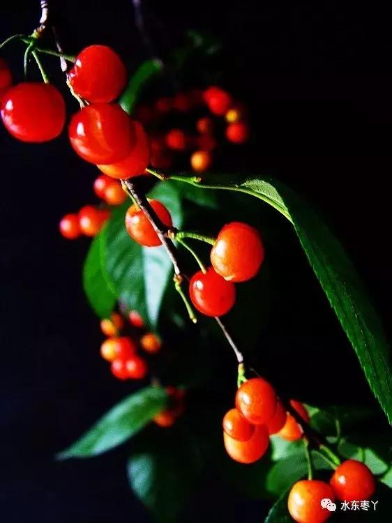 宣城本地现在还有樱桃采摘吗,宣城水东樱桃采摘