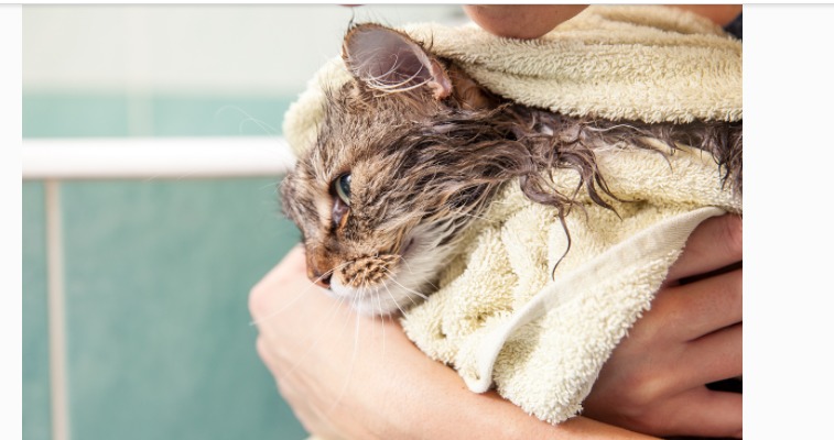 养猫怎么官宣,官宣养猫