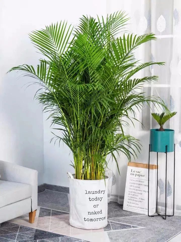 家中必养的五种花,家里养4种花高贵优雅一养就上瘾